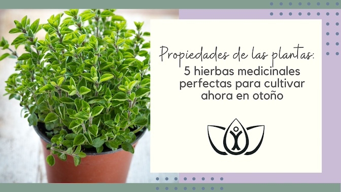 Propiedades de las plantas: 5 hierbas medicinales perfectas para cultivar ahora en otoño